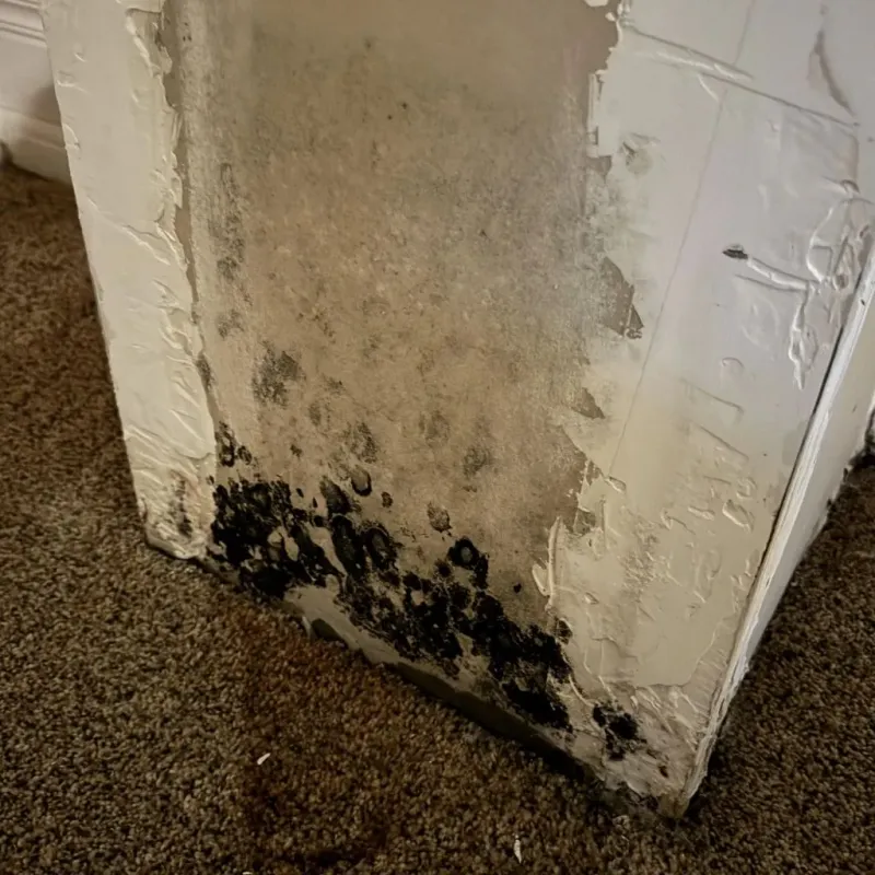 Professional Mold Removal in DeKalb County, AL